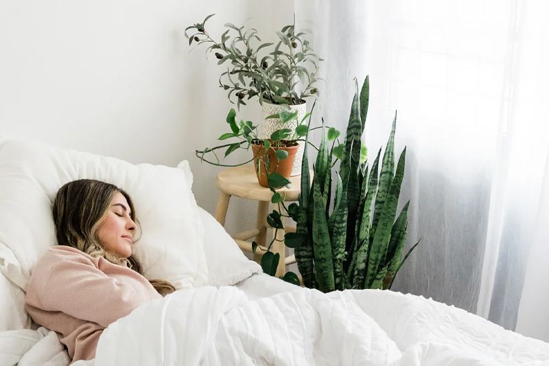 گیاهان مناسب اتاق خواب