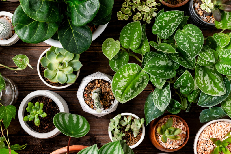 گیاهان تصفیه‌کننده هوا