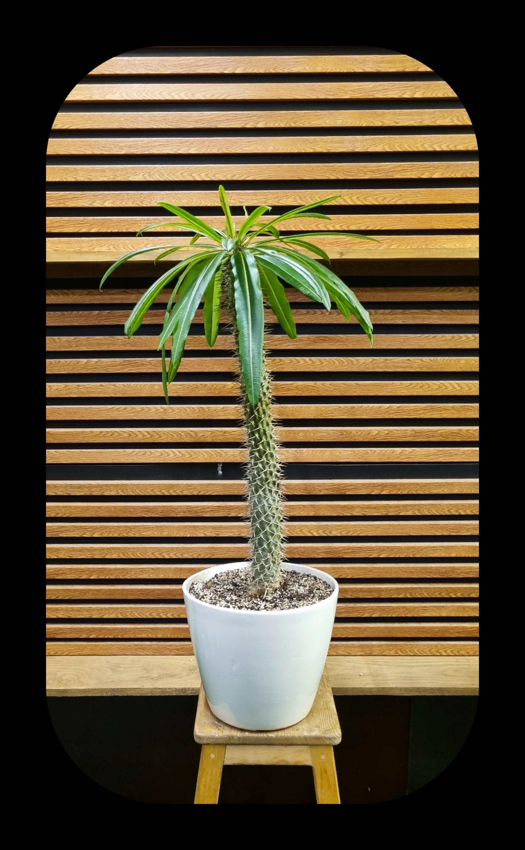 گیاه بابا آدم (آلوئه ورا)