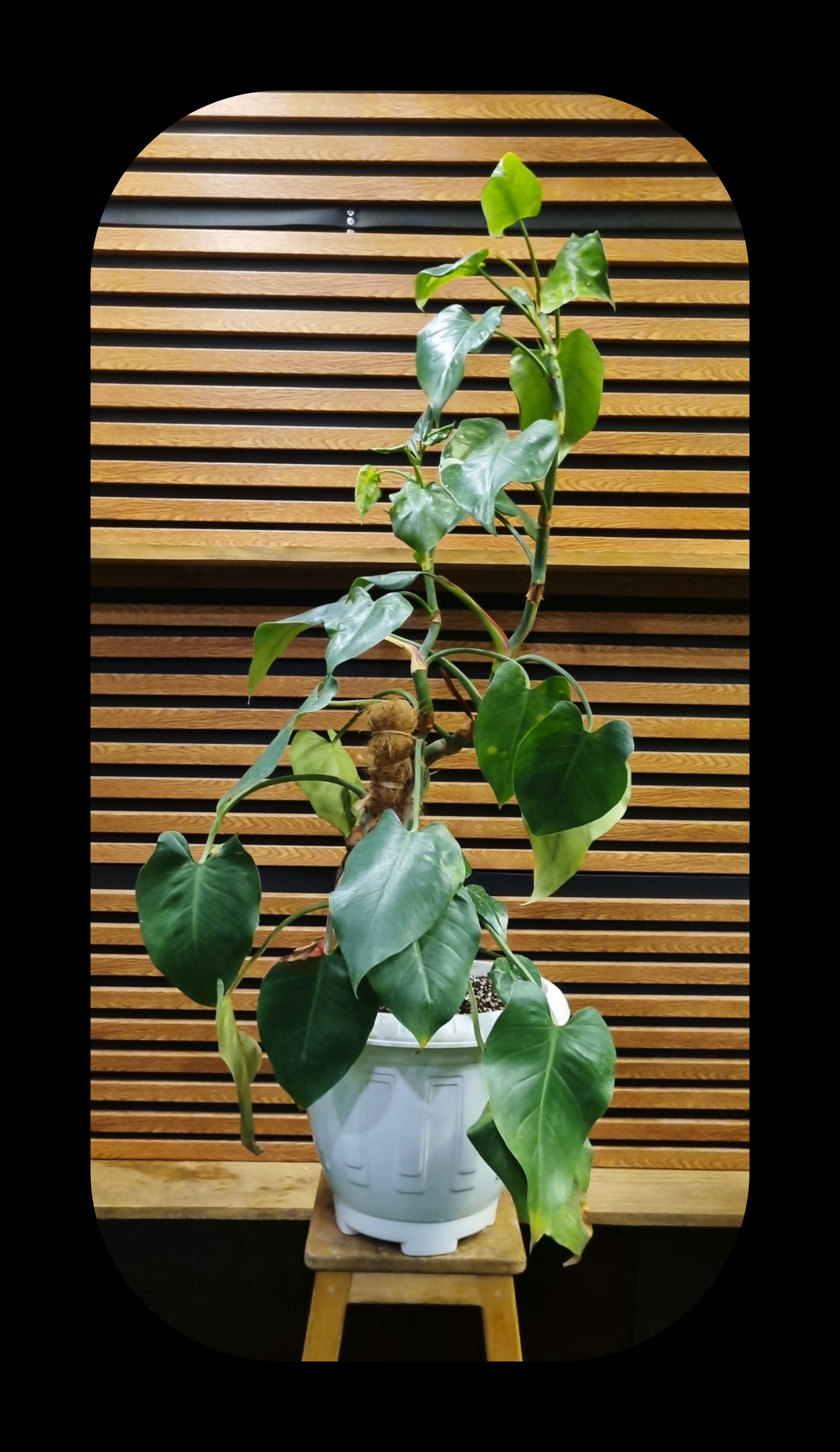 ژل داخل برگ آلوئه ورا