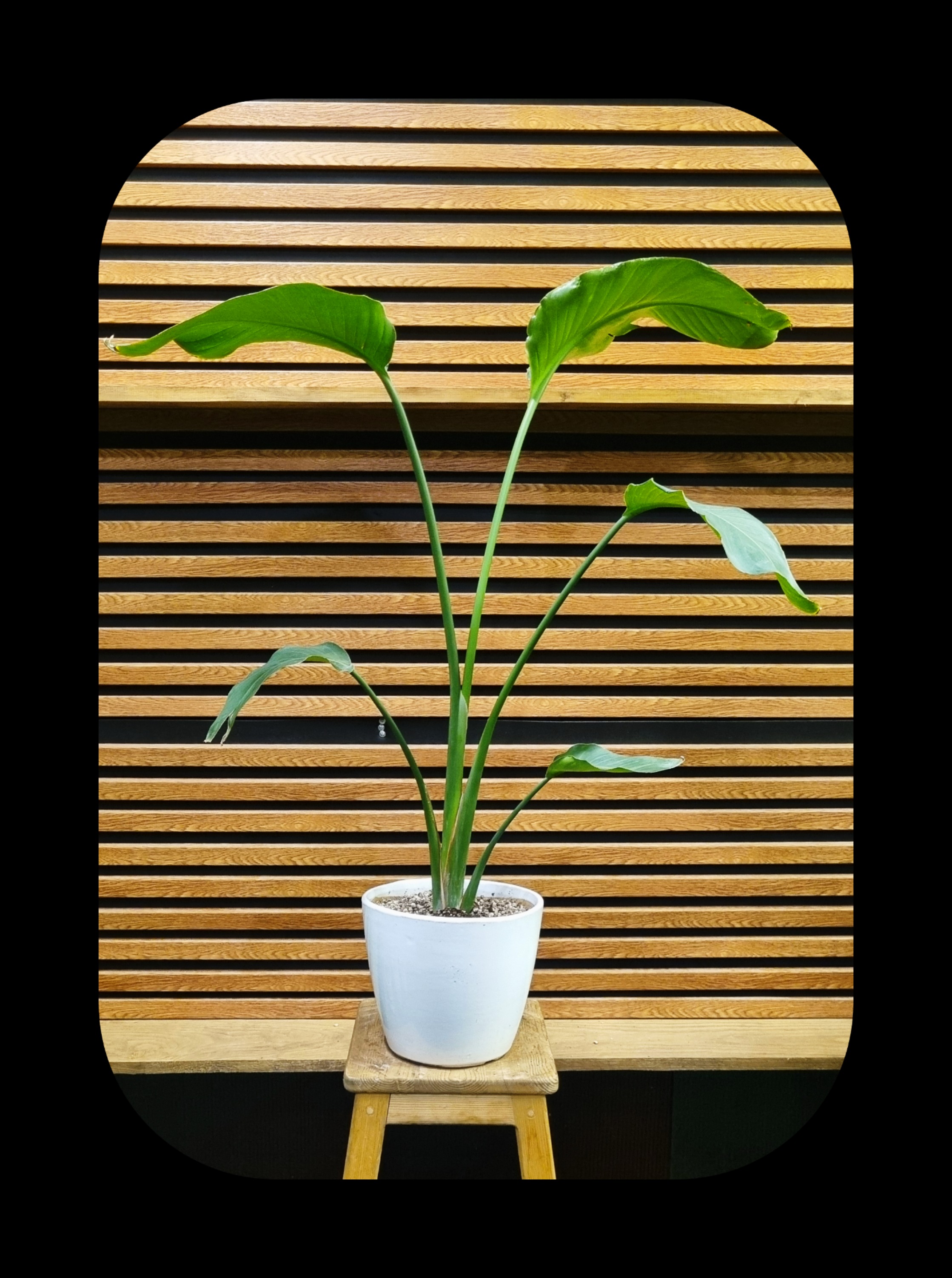 پرنده بهشتی با گل‌های نارنجی