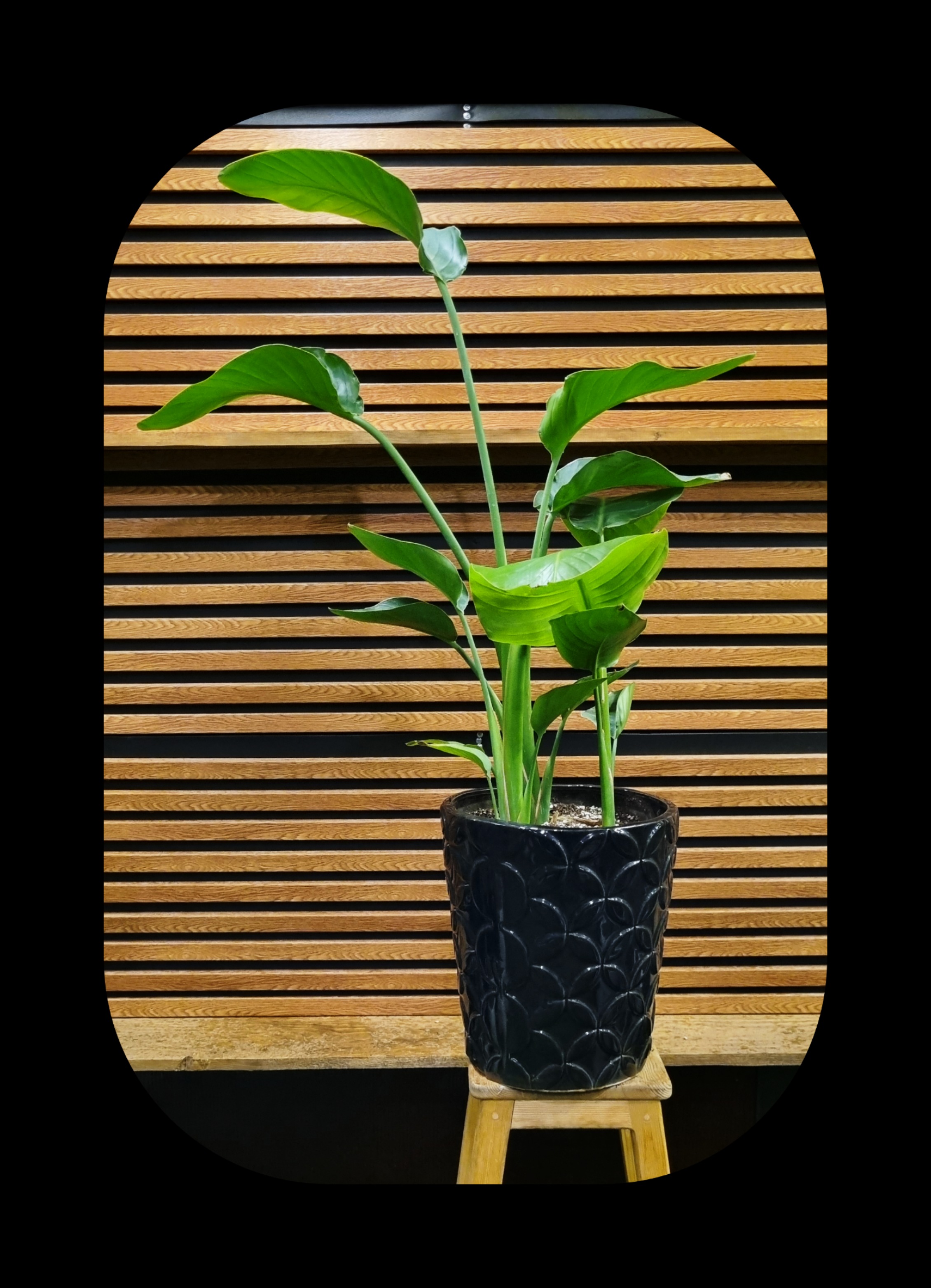 پرنده بهشتی از نزدیک