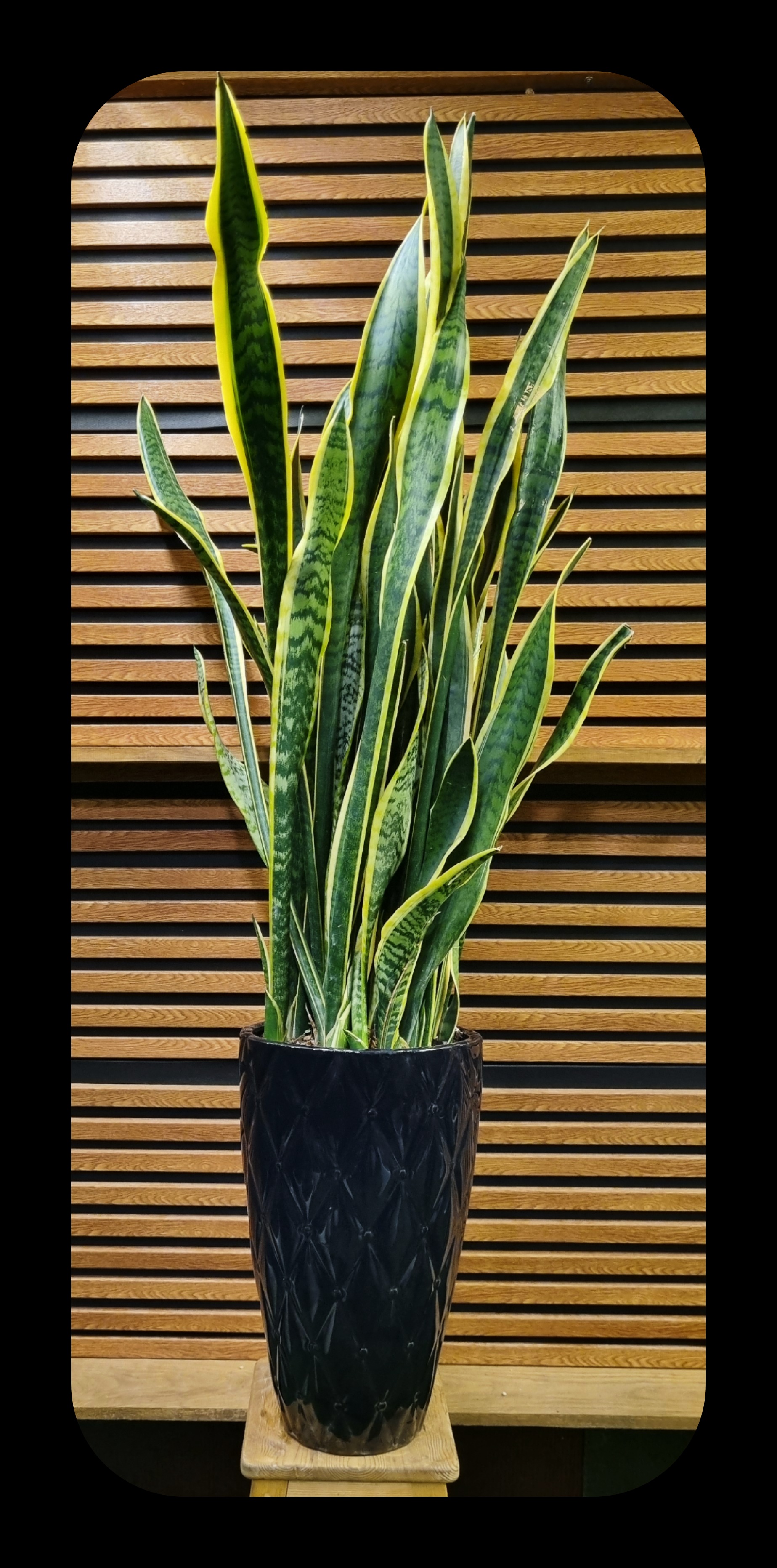 سانسوریا در گلدان سفید