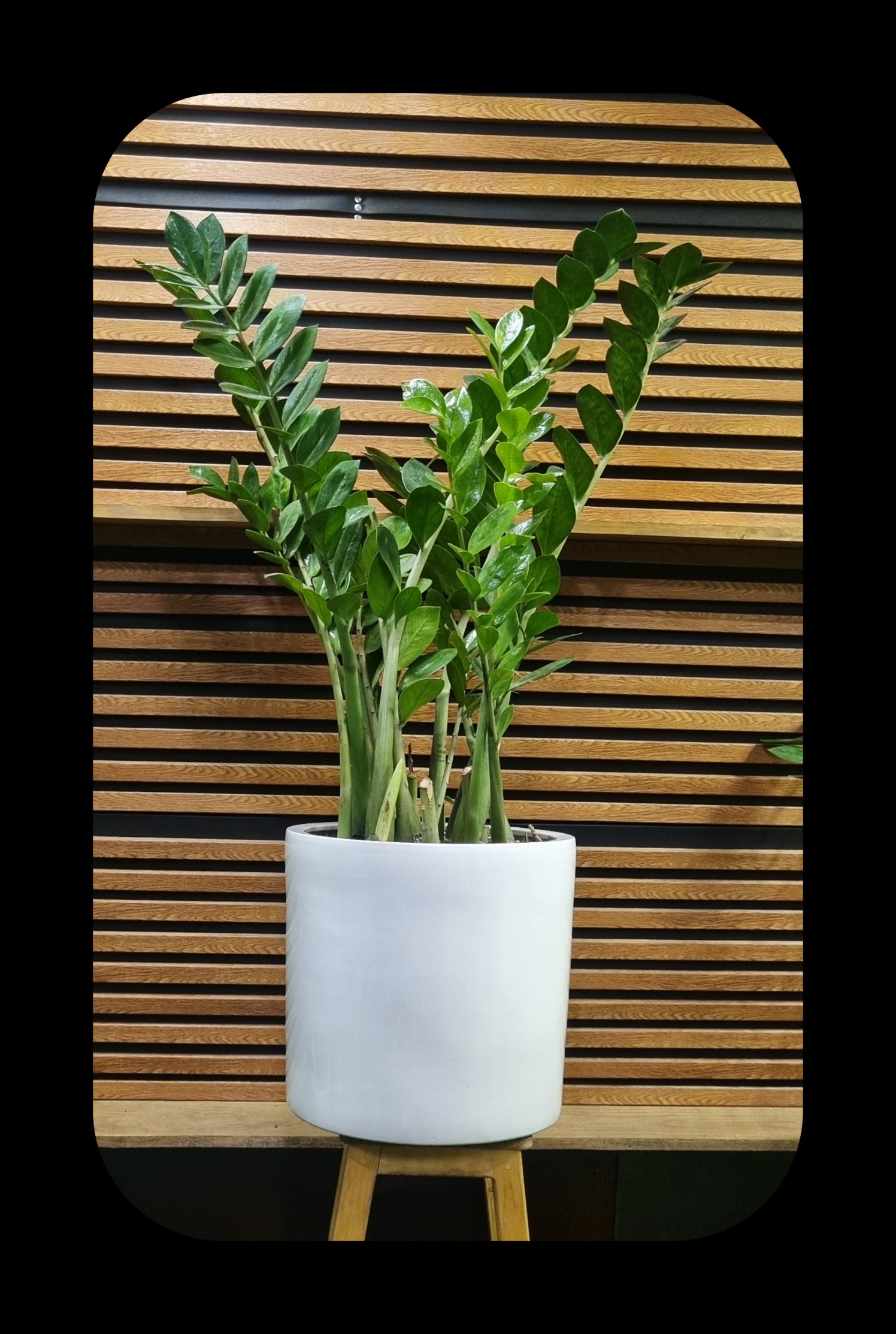 زامیفولیا (گیاه ZZ)